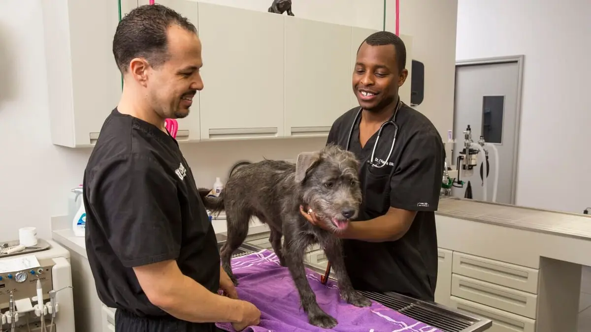 Trois vétos à Houston Pas de chèvre, pas de gloire