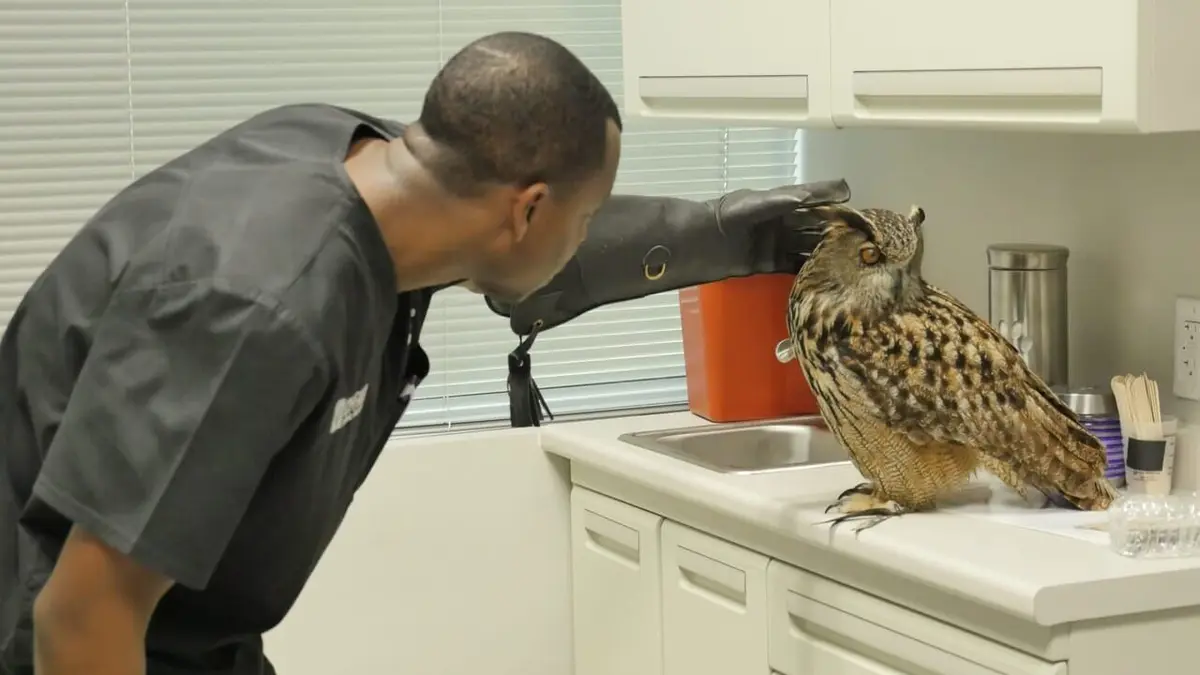 Trois vétos à Houston Episode 6