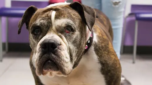 Trois vétos à Houston Cochon en furie et déménagement