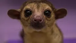 Trois vétos à Houston  Le rêve californien