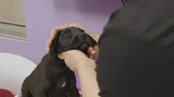 Trois vétos à Houston Réunion à Tuskegee