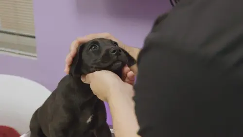 Trois vétos à Houston Réunion à Tuskegee