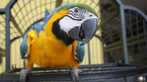 Trois vétos à Houston Mariage à Las Vegas