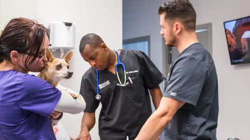 Trois vétos à Houston Envole-moi