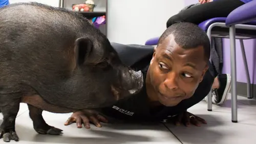 Trois vétos à Houston Spéciale ouragan Harvey