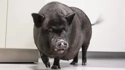 Trois vétos à Houston Retournement de situation