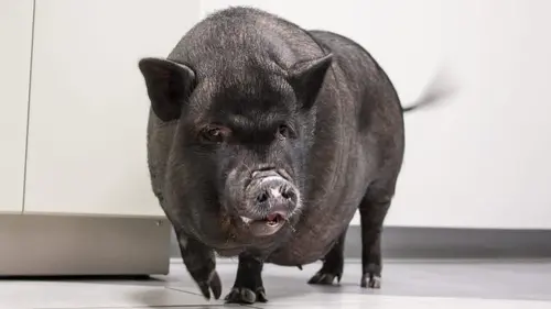 Trois vétos à Houston Retournement de situation