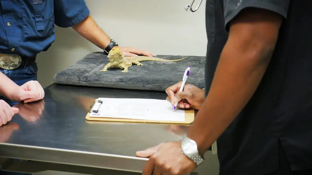 Trois vétos à Houston Sans queue ni tête