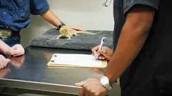 Trois vétos à Houston Sans queue ni tête