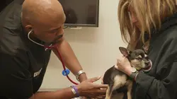 Trois vétos à Houston Chèvre yogi