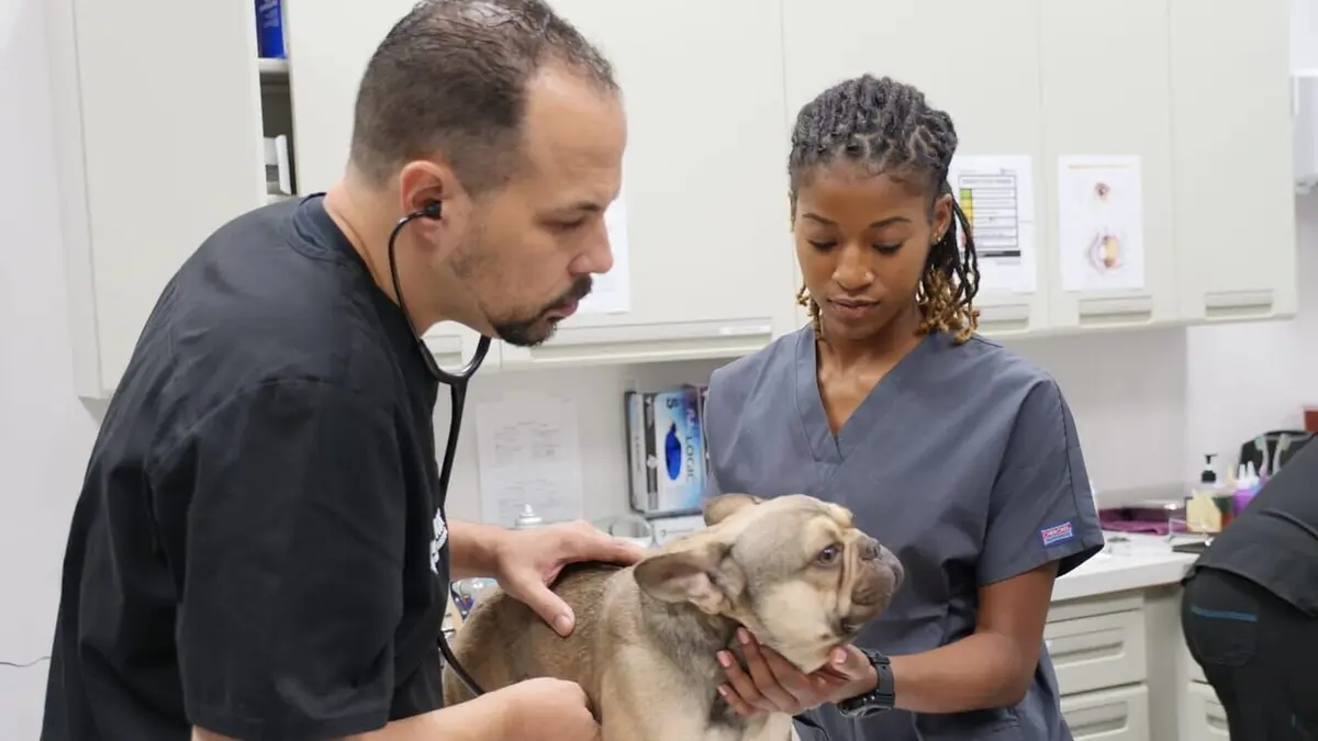 Trois vétos à Houston Bouledogue français