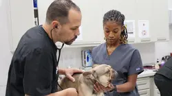 Trois vétos à Houston Bouledogue français