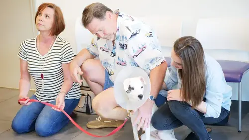 Trois vétos à Houston Petites bêtes