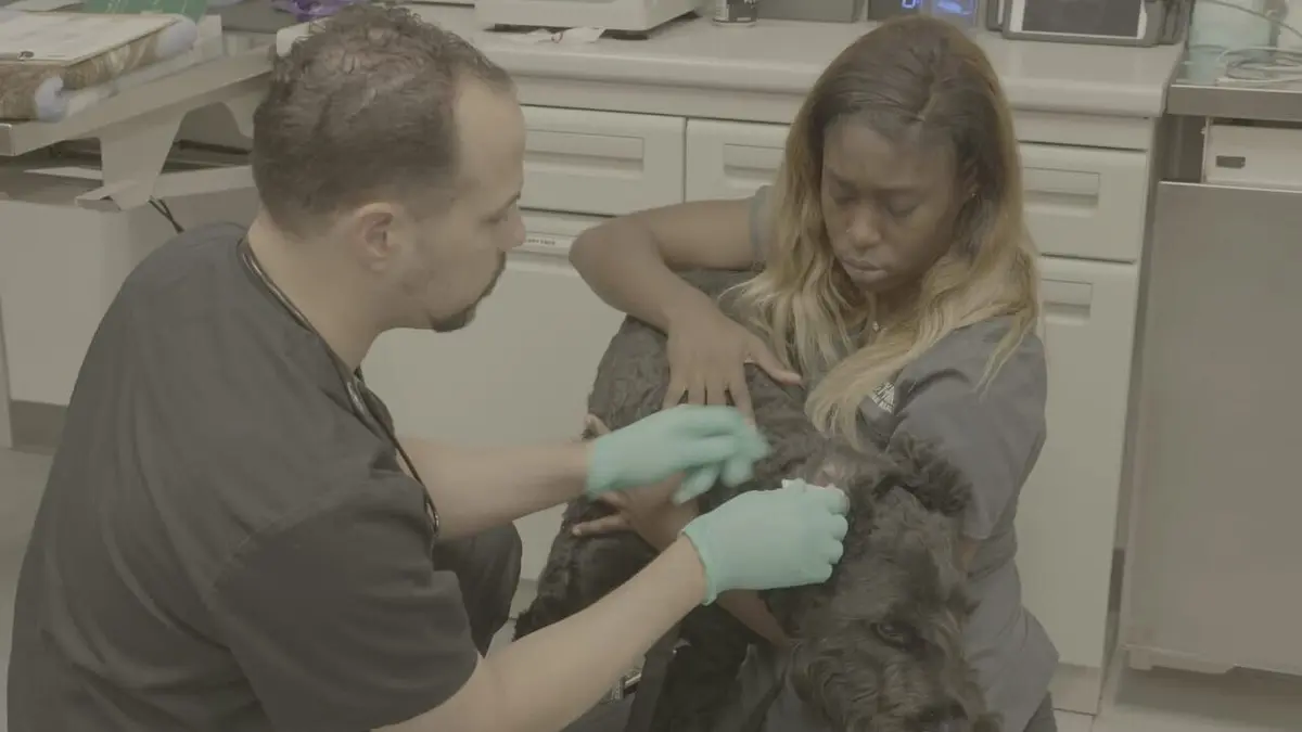 Trois vétos à Houston Stars du calendrier