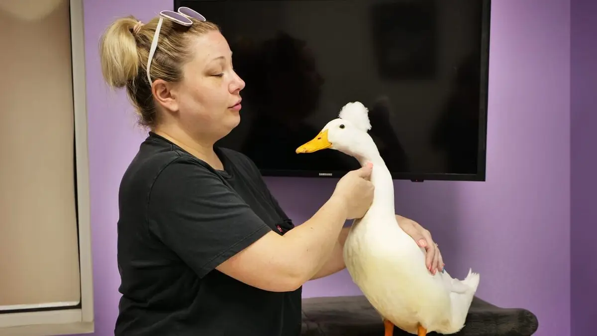 Trois vétos à Houston Canard boiteux