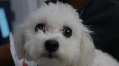 Le chien a mangé mon short