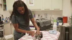 Trois vétos à Houston Opération Dalmatien