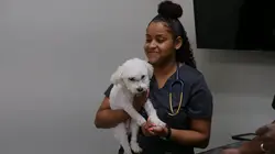 Trois vétos à Houston Chat contre robot