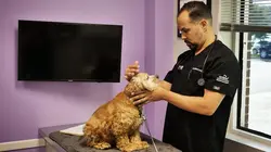 Trois vétos à Houston Lama en folie