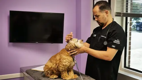 Trois vétos à Houston Lama en folie