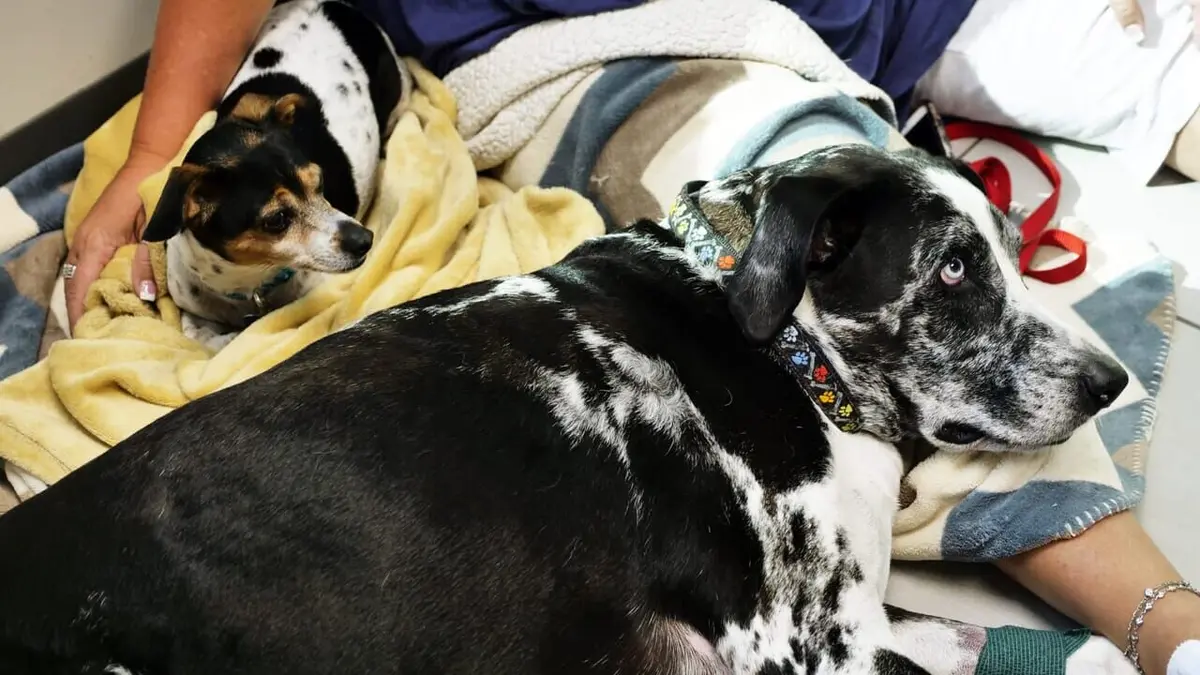 Trois vétos à Houston Opération opéra