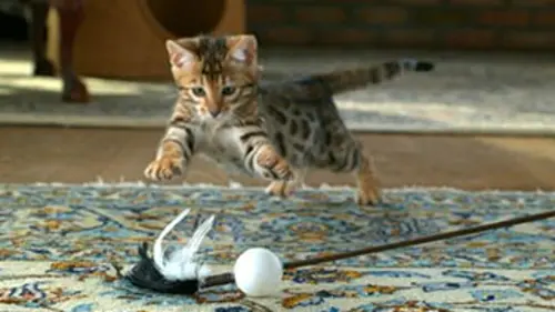 Trop chou Générique in long- chiots