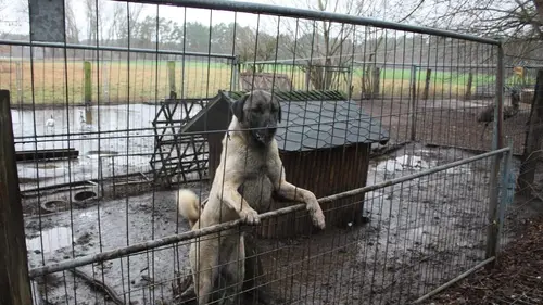 Trop d'animaux ou le syndrome de Noé