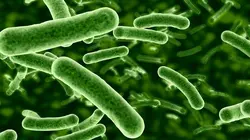 Tropiques et parasites