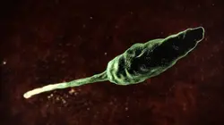 Tropiques et parasites