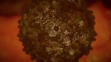 Tropiques et parasites E03