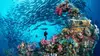 Truk Lagoon : le grand cimetière sous la mer