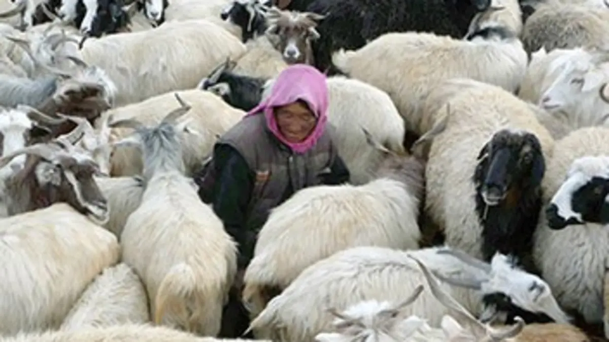 Tsering, bergère au Ladakh