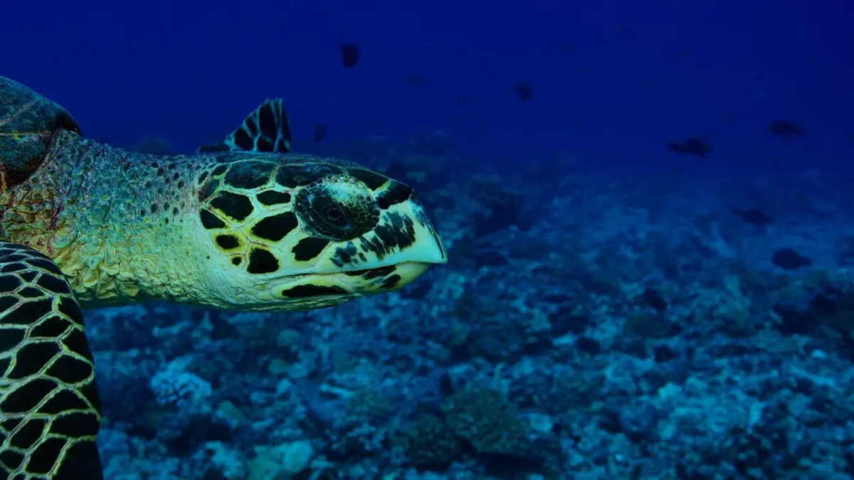 Tuamotu sauvages La communauté de l'anneau
