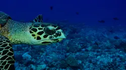 Visuel de Tuamotu sauvages