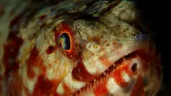 Sur Animaux à 20h35 : Tuamotu sauvages