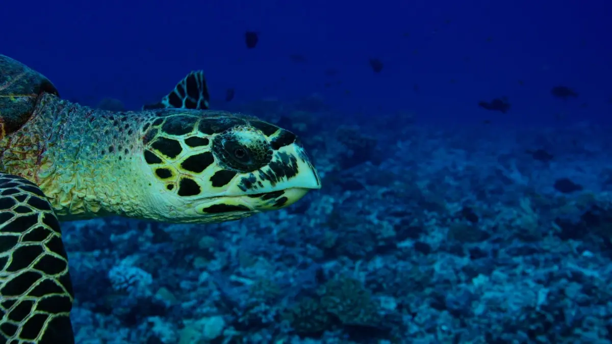 Tuamotu sauvages Du crépuscule à l'aube