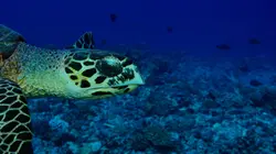 Tuamotu sauvages