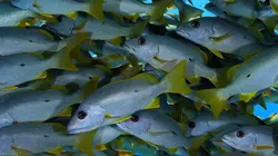 Sur Animaux à 20h35 : Tuamotu sauvages