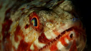Tuamotu sauvages Du crépuscule à l'aube