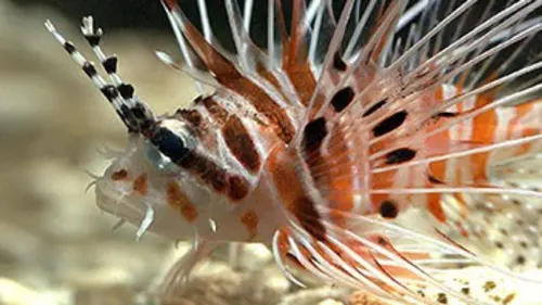 National Geographic S02E01 Sous l'eau