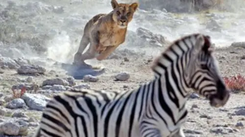 Tueurs nés E01 Le lion