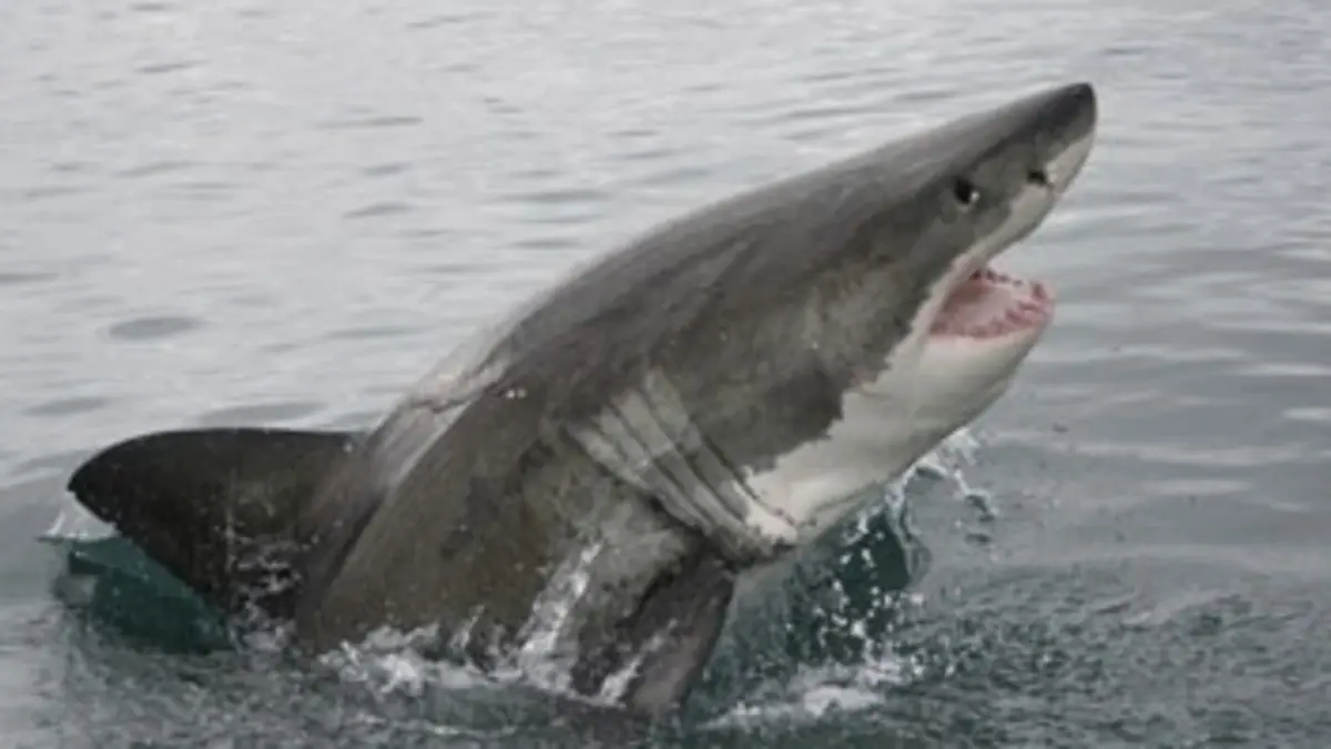 Tueurs nés E03 Les grands requins blancs