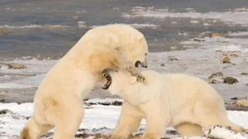 Tueurs nés E02 Les ours polaires