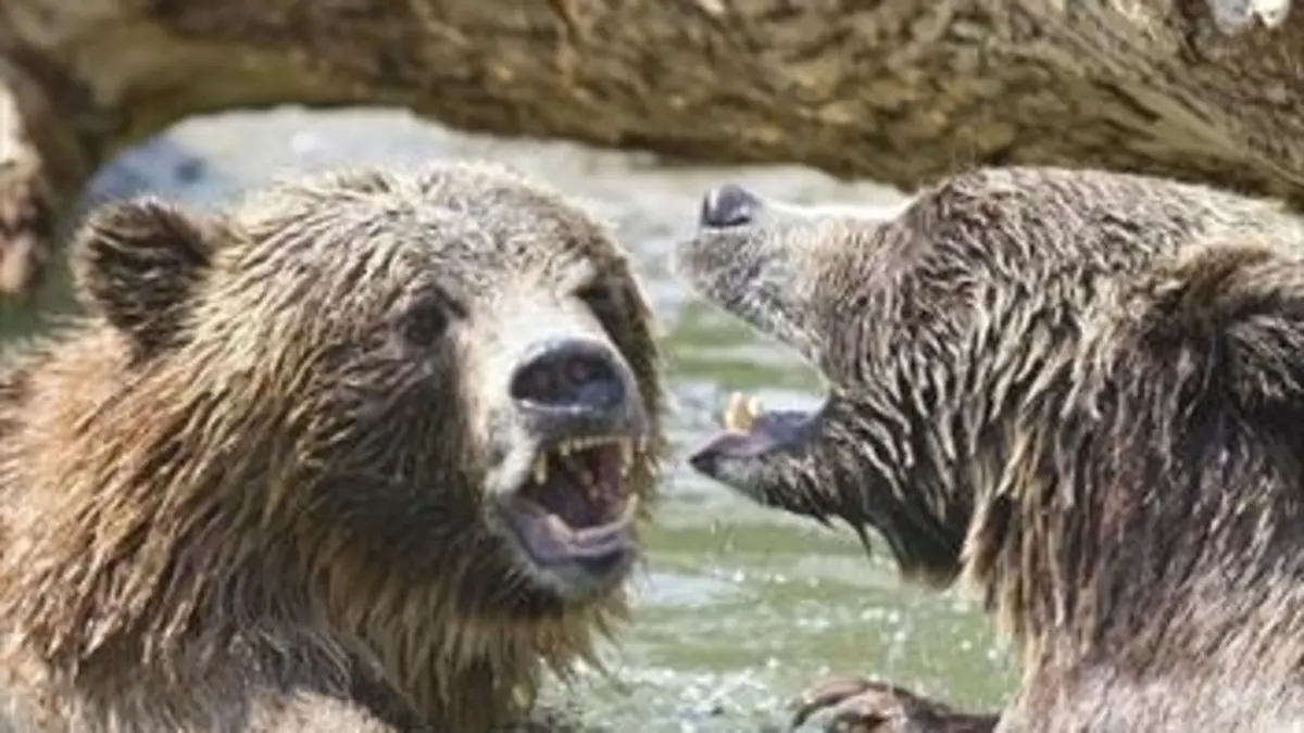 Tueurs nés S05E04 Le grizzli