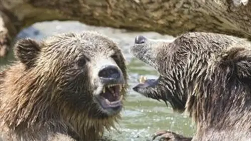 Tueurs nés S05E04 Le grizzli