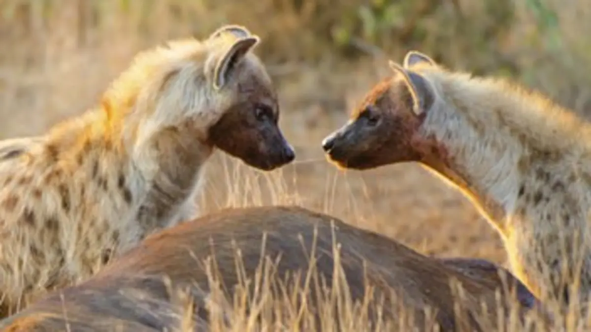 Tueurs nés S05E03 La hyène