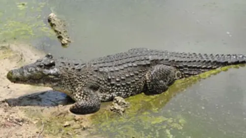 Tueurs nés E04 Les crocodiles