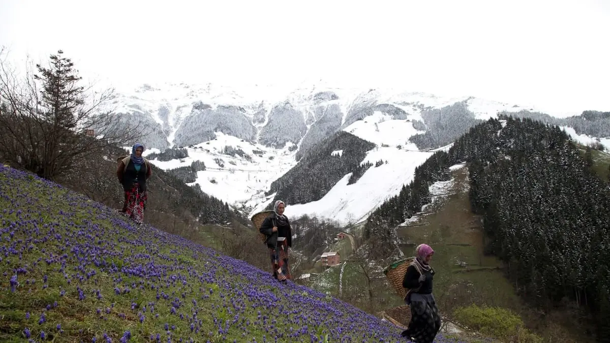 Turquie : Les graines du labeur