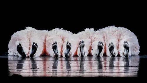 Tutu