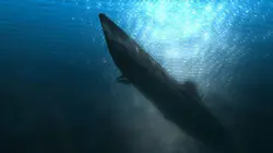 U-455, le sous-marin disparu